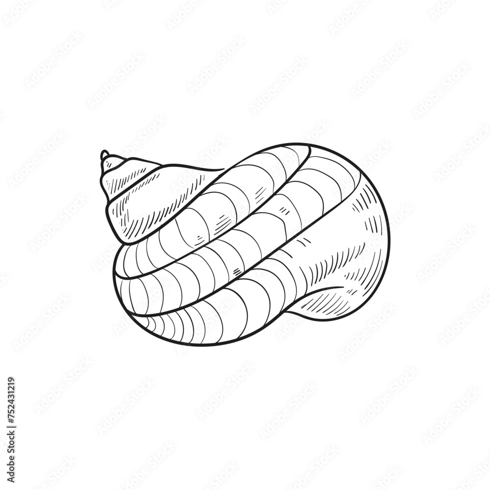 Hand-drawn, engraved line illustrations of realistic mollusk shells in various forms. Perfect for marine-themed designs. Black and white sketches on a navy peony background, including starfish. Hand-drawn, engraved line illustrations of realistic mollusk shells in various forms. Perfect for marine-themed designs. Black and white sketches on a navy peony background, including starfish.