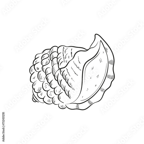 Hand-drawn, engraved line illustrations of realistic mollusk shells in various forms. Perfect for marine-themed designs. Black and white sketches on a navy peony background, including starfish.