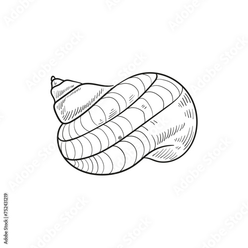 Hand-drawn, engraved line illustrations of realistic mollusk shells in various forms. Perfect for marine-themed designs. Black and white sketches on a navy peony background, including starfish.