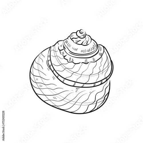 Hand-drawn, engraved line illustrations of realistic mollusk shells in various forms. Perfect for marine-themed designs. Black and white sketches on a navy peony background, including starfish.