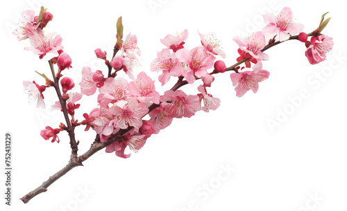 Pink cherry blossoms on branch on transparent background - stock png.