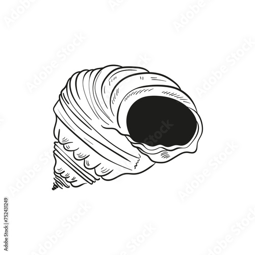 Hand-drawn, engraved line illustrations of realistic mollusk shells in various forms. Perfect for marine-themed designs. Black and white sketches on a navy peony background, including starfish.