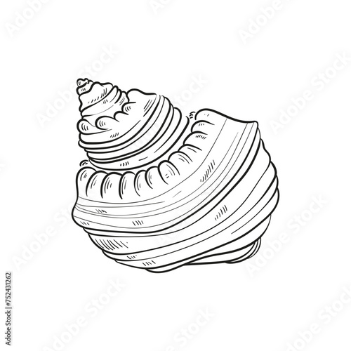 Hand-drawn, engraved line illustrations of realistic mollusk shells in various forms. Perfect for marine-themed designs. Black and white sketches on a navy peony background, including starfish.