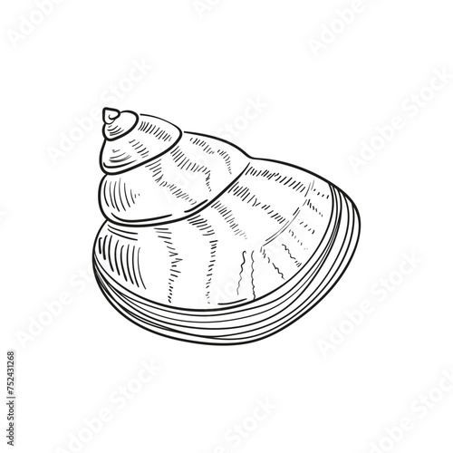Hand-drawn, engraved line illustrations of realistic mollusk shells in various forms. Perfect for marine-themed designs. Black and white sketches on a navy peony background, including starfish.