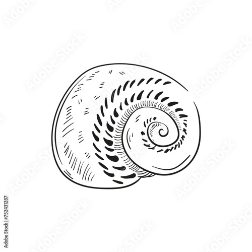 Hand-drawn, engraved line illustrations of realistic mollusk shells in various forms. Perfect for marine-themed designs. Black and white sketches on a navy peony background, including starfish.