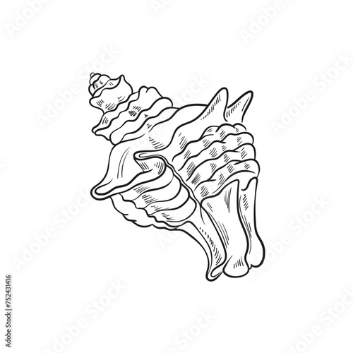 Hand-drawn, engraved line illustrations of realistic mollusk shells in various forms. Perfect for marine-themed designs. Black and white sketches on a navy peony background, including starfish.