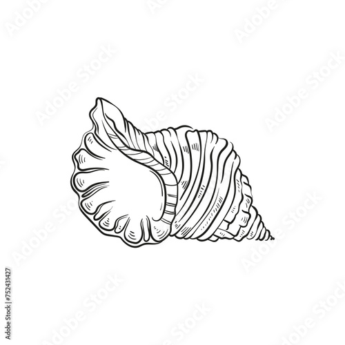 Hand-drawn, engraved line illustrations of realistic mollusk shells in various forms. Perfect for marine-themed designs. Black and white sketches on a navy peony background, including starfish.