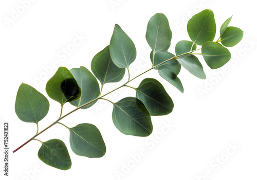 Green eucalyptus branch with leaves on transparent background - stock png.