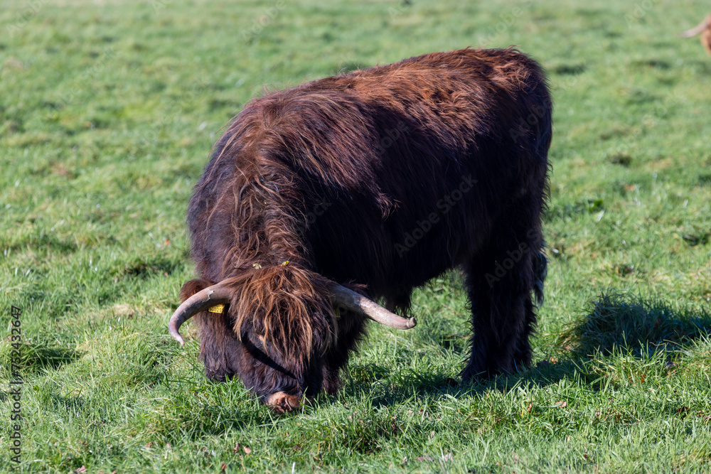 A beautiful brown highland cow grazing in a field in the Autumn time A beautiful brown highland cow grazing in a field in the Autumn time