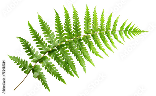 Green fern leaf isolated on black background on transparent background - stock png.