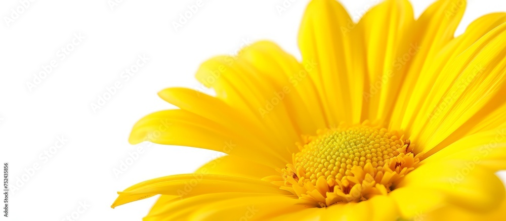 Fototapeta premium Vibrant yellow flower blooming in a serene white background, nature photography