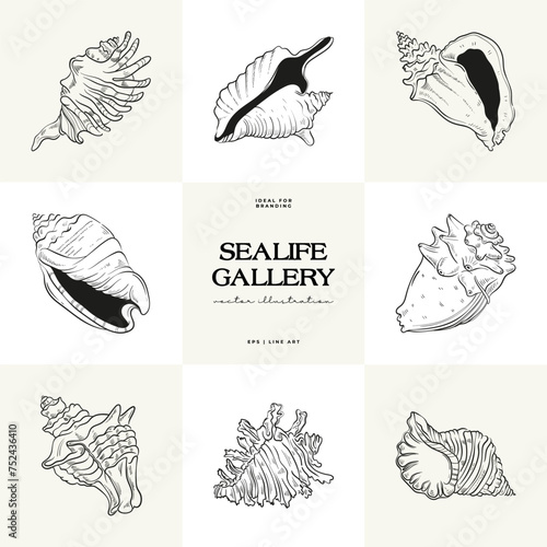 Hand-drawn vector set featuring realistic sketches of various marine seashells and starfish in black and white. Ideal for underwater-themed designs.
