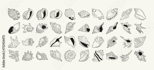 Hand-drawn vector set featuring realistic sketches of various marine seashells and starfish in black and white. Ideal for underwater-themed designs.