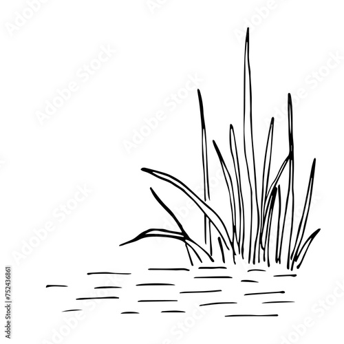 Simple vector ink sketch. A bush of grass in the water. Reeds, marsh plants. Nature and vegetation. Black outline drawing.