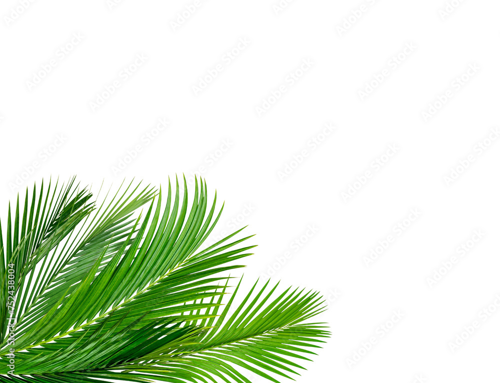 Palm green leaves Corner Border on transparent background Palm green leaves Corner Border on transparent background
