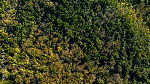 Zenith aerial view of a dense forest. © Stefano Tammaro