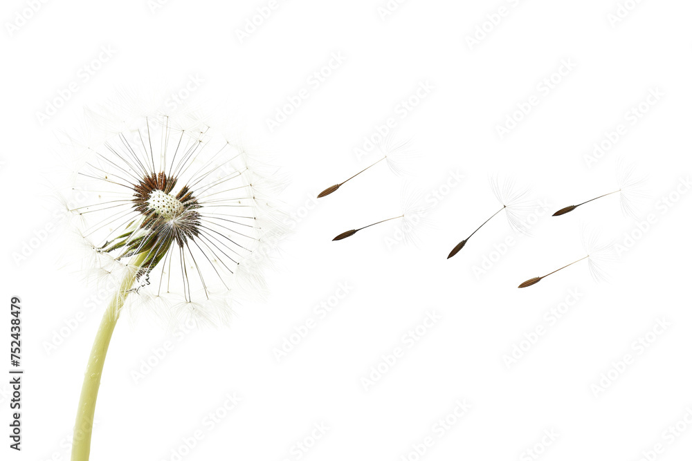 Dandelion with seeds blowing away on transparent background - stock png. Dandelion with seeds blowing away on transparent background - stock png.