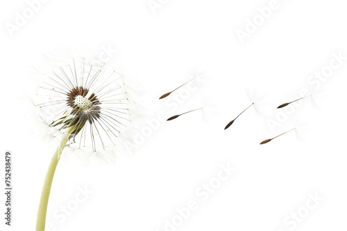 Dandelion with seeds blowing away on transparent background - stock png.