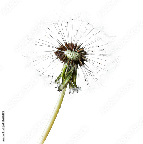 Dandelion with seeds blowing away on transparent background - stock png.