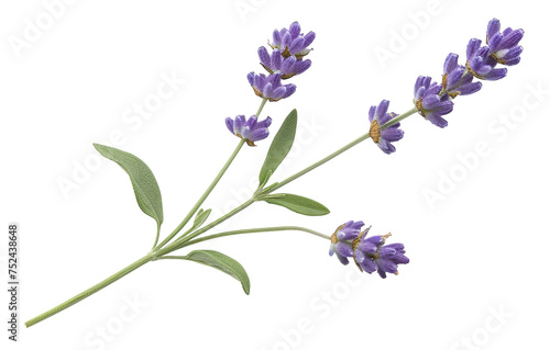 Lavender sprig on transparent background - stock png.