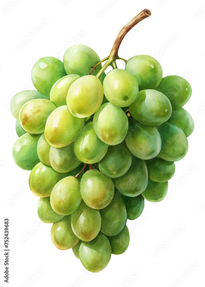 Cluster of Grape, isolated on white. Cluster of Grape, isolated on white.