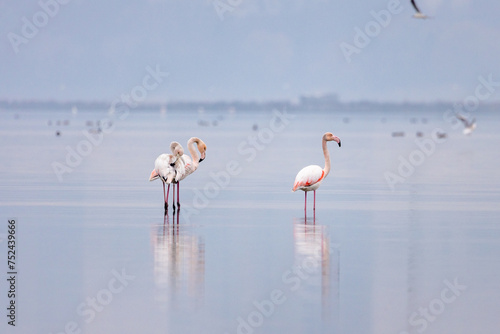 Group of pink flamingos at dawn walking at the lake