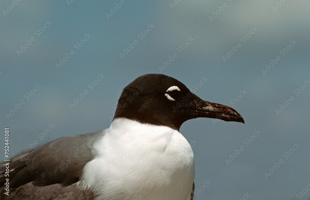 Fototapeta premium Mouette atricille,.Leucophaeus atricilla, Laughing Gull