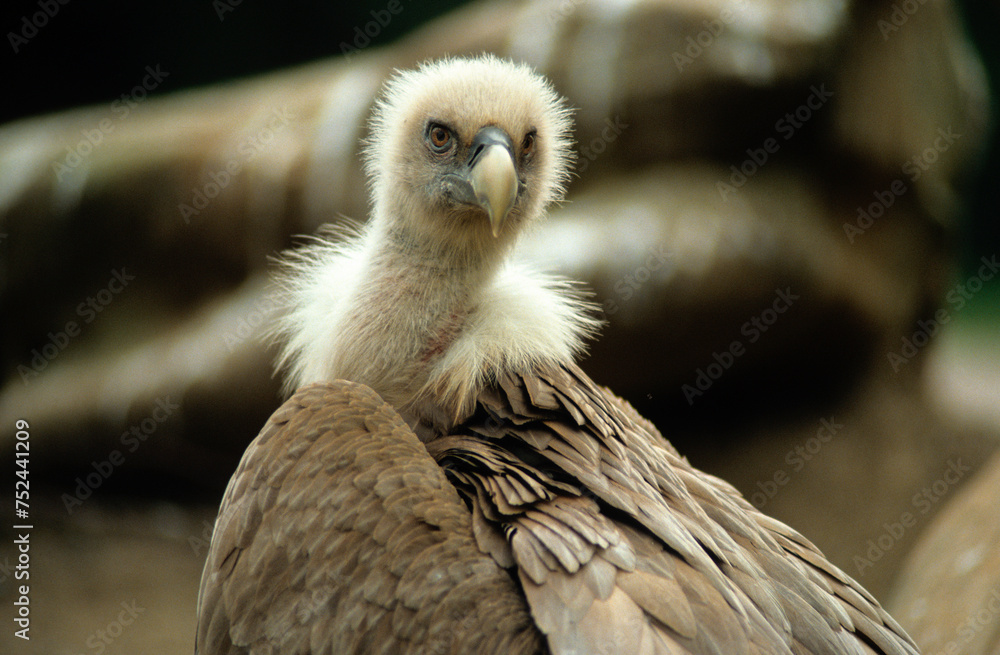 Vautour fauve,.Gyps fulvus, Griffon Vulture, Pyrénées Atlantiques Vautour fauve,.Gyps fulvus, Griffon Vulture, Pyrénées Atlantiques