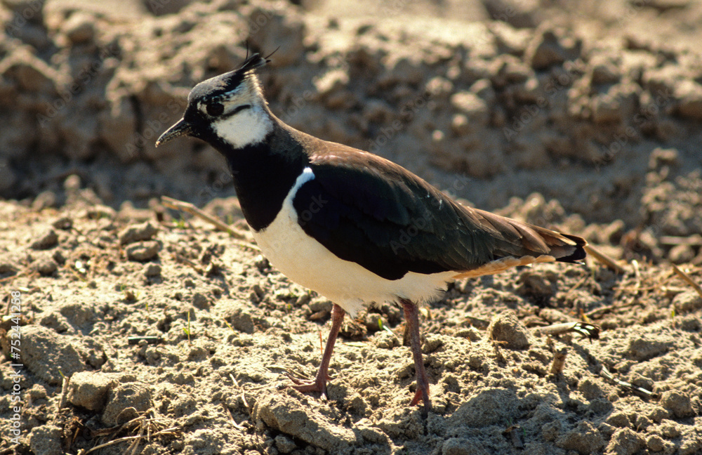 Vanneau huppé,.Vanellus vanellus, Northern Lapwing Vanneau huppé,.Vanellus vanellus, Northern Lapwing