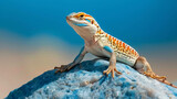 A colorful lizard is perched on a rock in the desert. The lizard is mostly orange and yellow, with blue markings on its head and back.