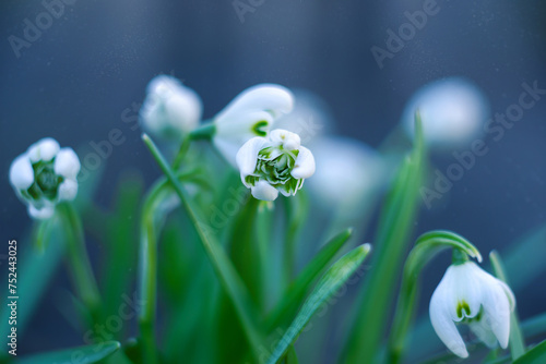 The first spring flowers are snowdrops, close-up. Selective focus