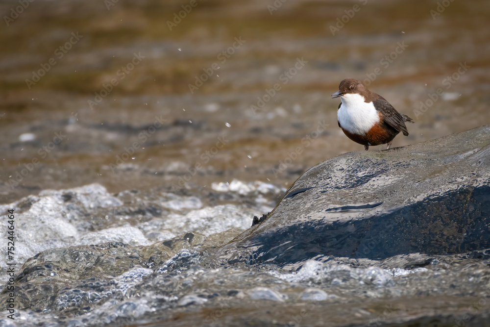 European dipper (Cinclus cinclus), Scotland