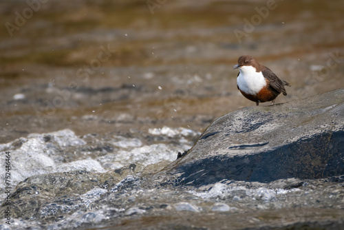 Quadro su tela European dipper (Cinclus cinclus), Scotland