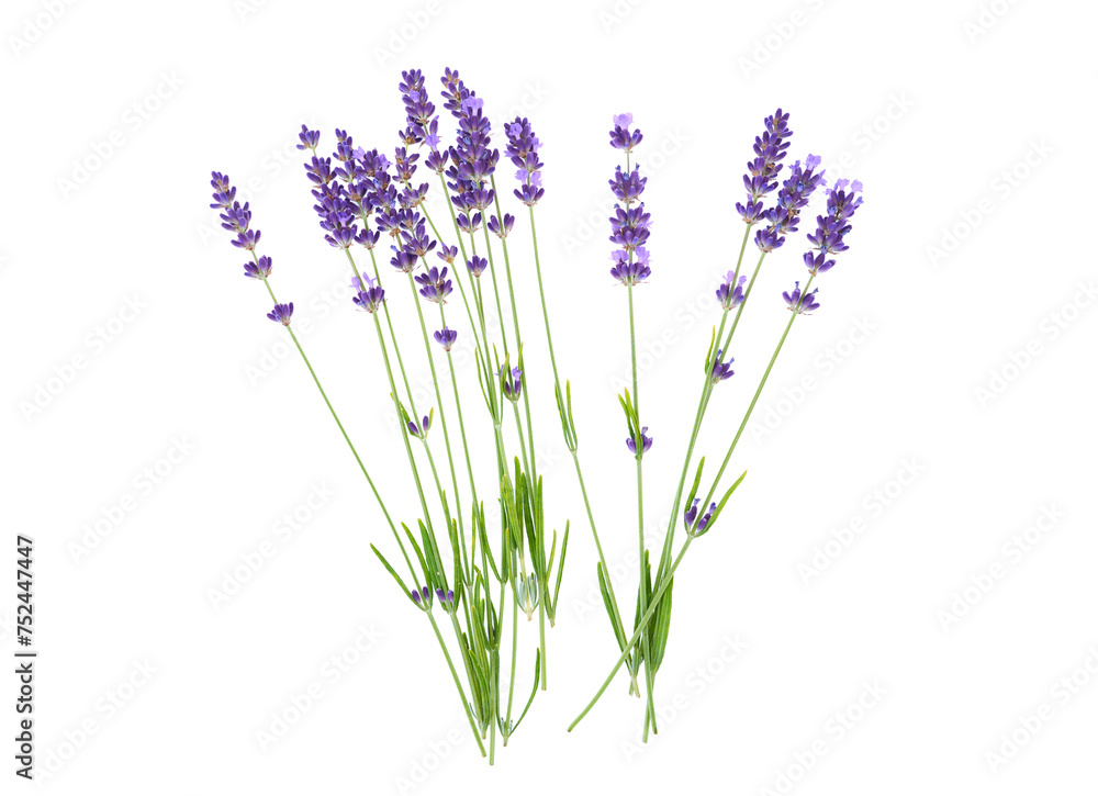 Naklejka premium Lavender flowers isolated on white background