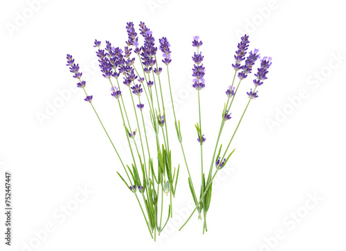 Lavender flowers isolated on white background	