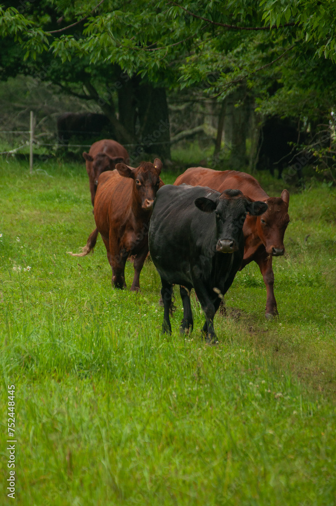 A heard of cows on a pasture together in the summer.