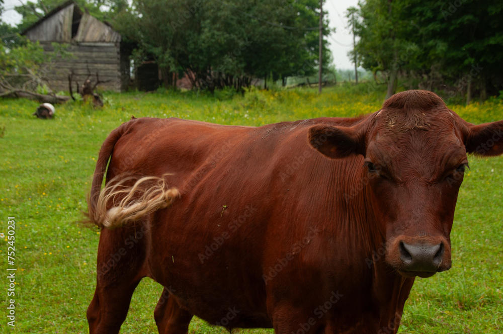 A red cow standing on a farm field is whipping his tail in the summer. A forest and a barn are behind him.