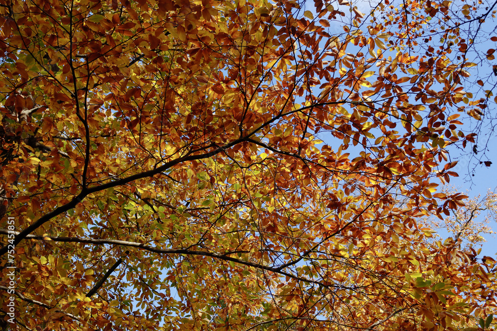 Autumn, Foliage, Tree,