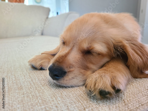 Sleeping Golden Retriever Puppy