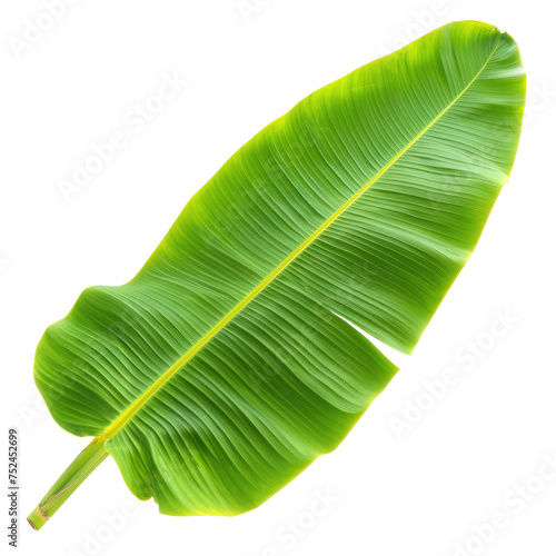 Curved Green Banana Leaf with Ribbed Texture on Transparent Background  PNG  Concept of Lush Tropical Vegetation and Eco-Friendly Themes