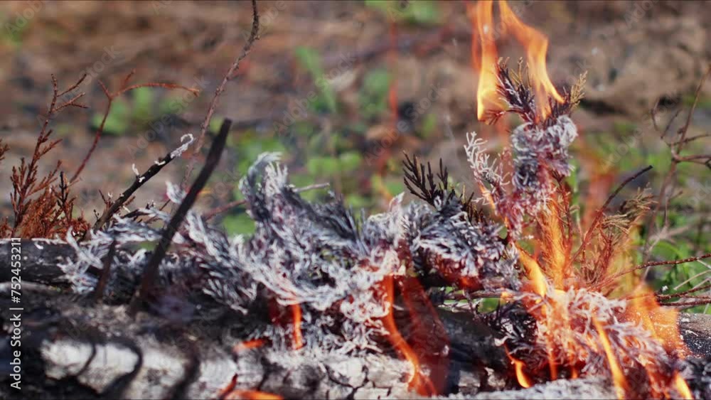 Abstract Oak Wood Bonfire in Flames Smoke and Ashes Abstract Oak Wood Bonfire in Flames Smoke and Ashes