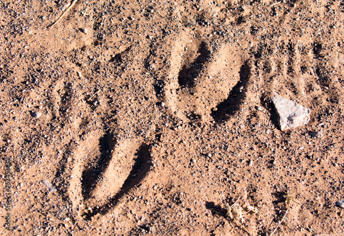 A close photo of wildbeest footprints