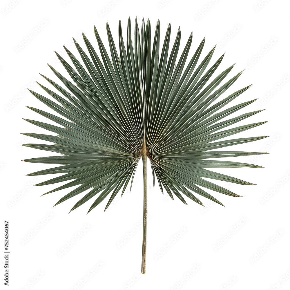 Fototapeta premium Symmetrical Green Palm Leaf PNG, Transparent Image without background, Concept of Geometric Nature and Exotic Design Elements