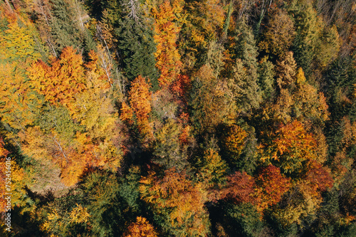 Herbstlicher Wald mit farbigen Blättern auf den Bäumen.