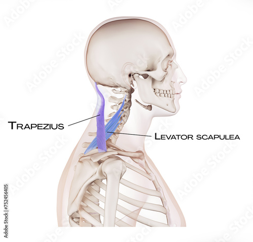 Neck of the lateral line - levator scapulea, trapezius 