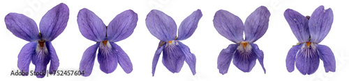 Viola flowers collection, isolated on transparent background. 