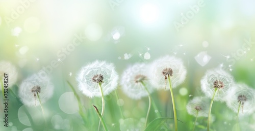 dandelion grasses on a green background