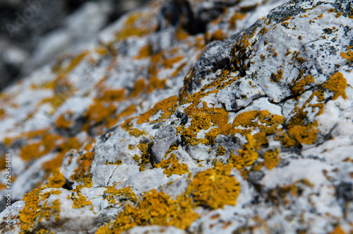 moss on rock - stone