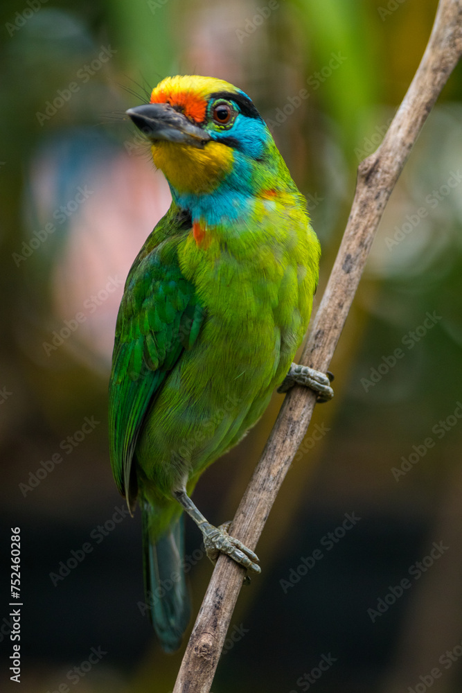 The red-throated barbet (Psilopogon mystacophanos) is a species of bird in the family Megalaimidae. It is found in Brunei, Indonesia, Malaysia