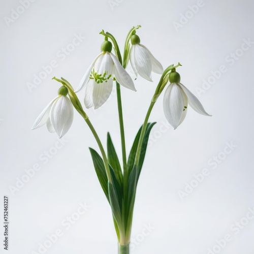 snowdrops in a vase  on white 